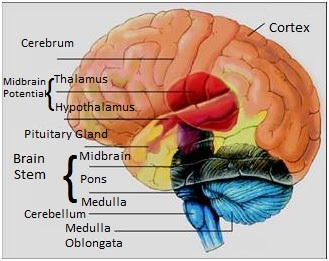 Brain Structure